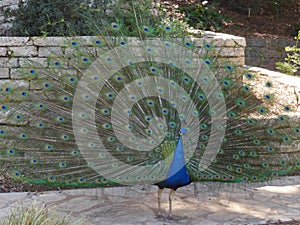 Perky Peacock