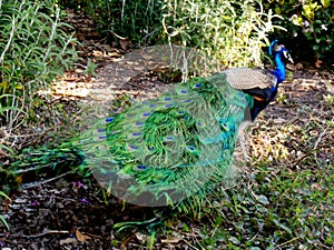 Perky Peacock photo