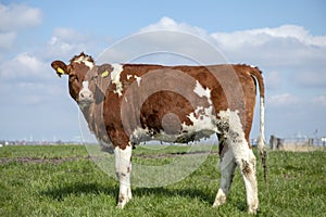 Perky priggish young cow with dirt on her fur, on her belly, is in full view in a green pasture under a blue sky with clouds