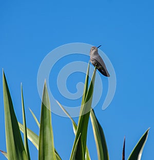 Perky pugnacious hummingbird surveys the surroundings