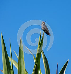 Perky pugnacious hummingbird surveys the surroundings photo