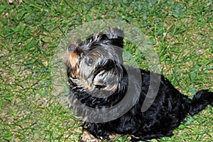 Perky puppy Yorkshire terrier