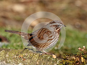 Perky Song Sparrow photo