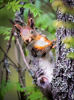 Perky squirrel