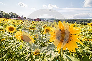 Perky sunflowers stand out in a field