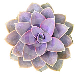 Perle Von Nurnberg Succulent