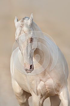 Perlino akhal-teke horse in motion