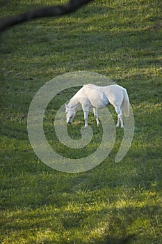 Perlino Horse Grazing in Pasture