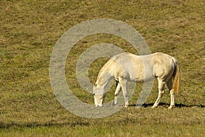 Perlino horse grazing in pasture