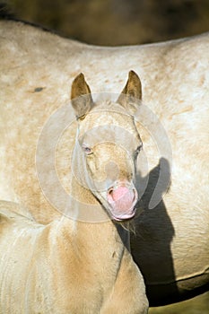 Perlino quarter horse