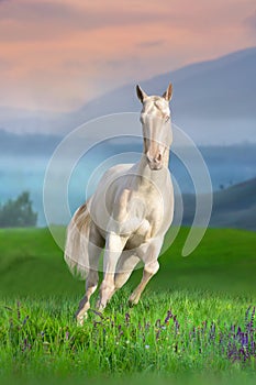 Perlino teke horse run against sunset in mountain