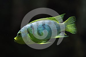 Perlmutt cichlid (Labidochromis sp. perlmutt).