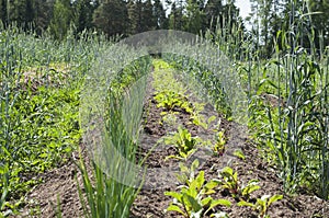 A permaculture field of growing onions and beets