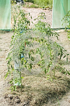 A permaculture field of growing tomatoes between lettuces and dried grass