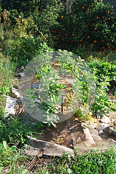 Permaculture Garden