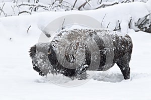 Permafrost Buffalo in Yellowstone National Park