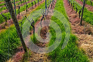 Permanent grass cover crops grown in vineyard alleyways.