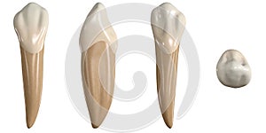 Permanent lower canine tooth. 3D illustration of the anatomy of the mandibular canine tooth in buccal, proximal, lingual and occlu