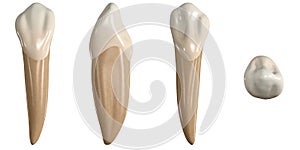 Permanent lower canine tooth. 3D illustration of the anatomy of the mandibular canine tooth in buccal, proximal, lingual and occlu photo