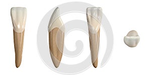 Permanent lower central incisor tooth. 3D illustration of the anatomy of the mandibular central incisor tooth in buccal, proximal,