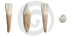 Permanent lower central incisor tooth. 3D illustration of the anatomy of the mandibular central incisor tooth in buccal, proximal, photo