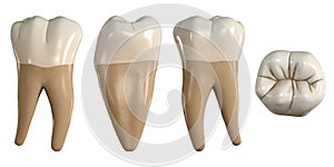 Permanent lower first molar tooth. 3D illustration of the anatomy of the mandibular first molar tooth in buccal, proximal, lingual