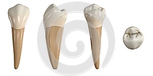 Permanent lower first premolar tooth. 3D illustration of the anatomy of the mandibular first premolar tooth in buccal, proximal, l