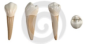 Permanent lower first premolar tooth. 3D illustration of the anatomy of the mandibular first premolar tooth in buccal, proximal, l photo