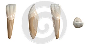 Permanent lower lateral incisor tooth. 3D illustration of the anatomy of the mandibular lateral incisor tooth in buccal, proximal,