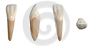 Permanent lower lateral incisor tooth. 3D illustration of the anatomy of the mandibular lateral incisor tooth in buccal, proximal, photo