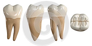 Permanent lower second molar tooth. 3D illustration of the anatomy of the mandibular second molar tooth in buccal, proximal, lingu