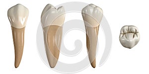 Permanent lower second premolar tooth. 3D illustration of the anatomy of the mandibular second premolar tooth in buccal, proximal,