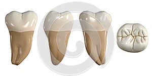 Permanent lower third molar tooth. 3D illustration of the anatomy of the mandibular third molar tooth in buccal, proximal, lingual photo