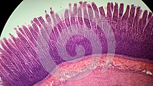 Permanent preparation of intestinal villi under a microscope