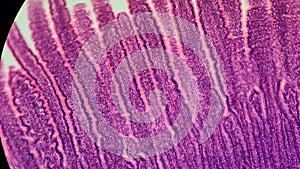 Permanent preparation of intestinal villi under a microscope