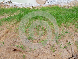 Permanent slope protection with grass using the hydroseed method. The grass is used to stabilize the slope structure and prevent s photo