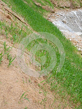 Permanent slope protection with grass using the hydroseed method. The grass is used to stabilize the slope structure and prevent s photo