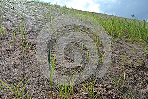 Permanent slope protection with grass using the hydroseed method. The grass is used to stabilize the slope structure and prevent s photo