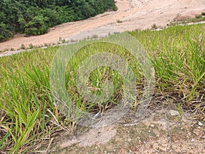 Permanent slope protection using the close turfing method to prevent erosion.