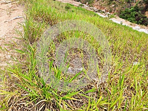 Permanent slope protection using the close turfing method to prevent erosion.