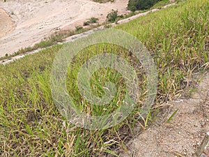 Permanent slope protection using the close turfing method to prevent erosion.