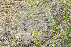 Permanent slope protection using the close turfing method to prevent erosion.