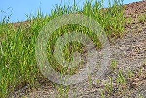 Permanent slope protection using the close turfing method to prevent erosion.