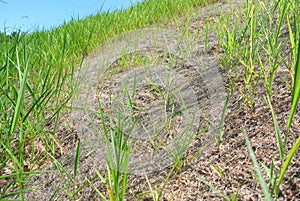 Permanent slope protection using the close turfing method to prevent erosion.