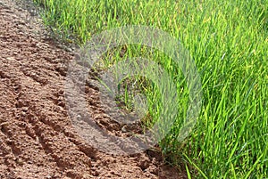 Permanent slope protection using the close turfing method to prevent erosion.