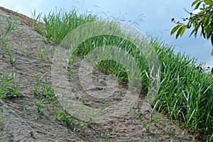 Permanent slope protection using the close turfing method to prevent erosion.