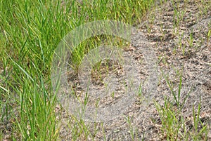 Permanent slope protection using the close turfing method to prevent erosion.