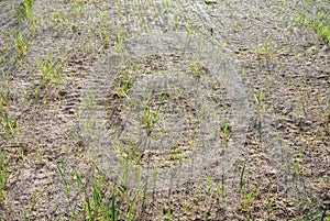 Permanent slope protection using the close turfing method to prevent erosion.