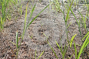 Permanent slope protection using the close turfing method to prevent erosion.