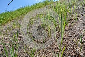 Permanent slope protection using the close turfing method to prevent erosion.